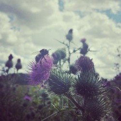 sarahissmiley:  Nature walk #bee #flower #filter #samsung #S4 #samsung4 #nature