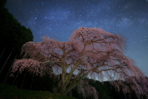 Old Cherry Blossom Galaxy by masahiro miyasaka on Flickr.