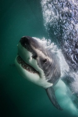 wolverxne:  Great White Shark - by: { Morne Hardenberg }  I think great white sharks are the scariest creatures in the world.. but they are total badasses.. might be why I still rank Jaws as one of the scariest movies of all time..makes me not want to