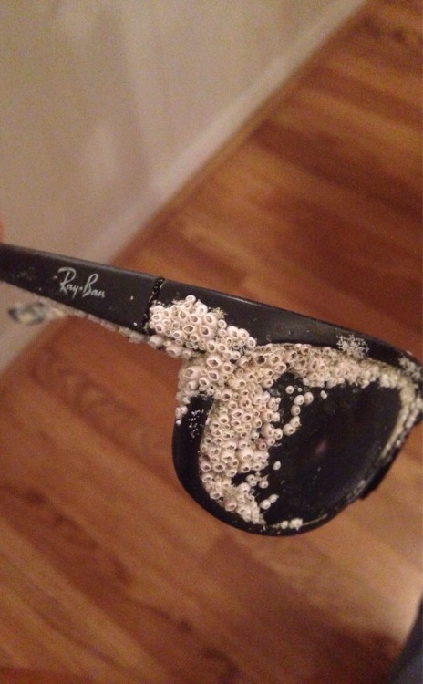 beardedhockeyguy:filthymetalspike:deathcomes4u:stunningpicture:Found a pair of Ray Bans in the ocean