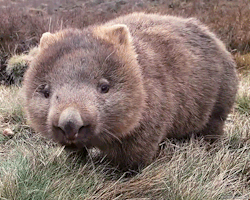 biomorphosis:  Wombats are second largest marsupials in Australia. Despite their size, they are fast runners and can run 40 miles per hour, but only for short distances. Their diet mainly consist of grasses and roots. 