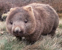 darkinternalthoughts:  Australian saying about the wombat. Eats Roots and Leaves.   And poops cubes&hellip;..tho that&rsquo;s not Aussie slang. That&rsquo;s just Straya.