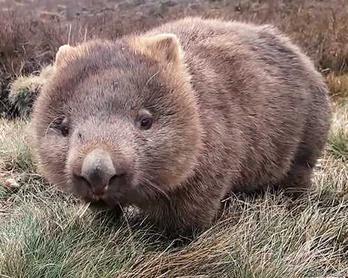 darkinternalthoughts:  Australian saying about the wombat. Eats Roots and Leaves.   And poops cubes…..tho that’s not Aussie slang. That’s just Straya.