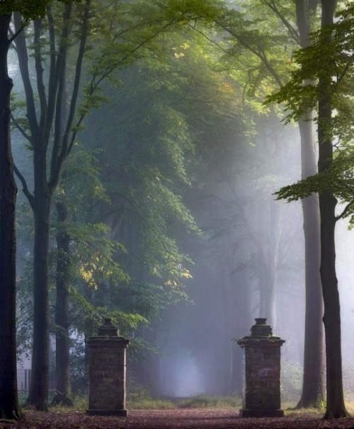 gouts-d-un-buveur-de-the: Le goût du brouillard…