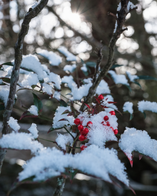 Snowy White and Red Leaves 雪の白と紅葉の赤。 せっかくの雪なので遅めの紅葉が残る山寺へと。 風情があって亀岡のなかでも好きな場所。 #京都 #亀岡#FUJIFILM #
