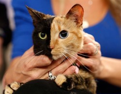 fuckyeahfatcats:  my ten favorite cats in non particular order 4. Venus (The Two Faced Cat) is a feline chimera, a rare type of cats whose cells contain two types of DNA, that became internet famous in August 2012, mainly due to its striking appearance