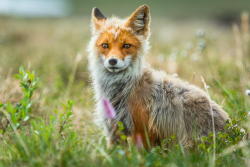 beautiful-wildlife:  Red Fox 