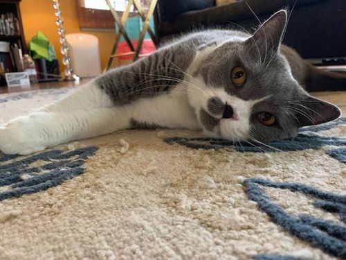 Has been feeling neglected #ねこ#고양이 #gato #gatito #cat #britishshorthair https://ift.tt/2D0qzir