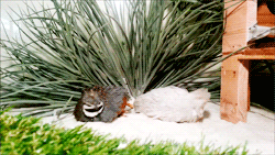 ashycat:  fat-birds:  Peep and Peep Peep enjoying a sand bath in the sun.  One of my favorite bird species - other than owls and other birds of prey. Is the Quail. They’re such adorable creature.