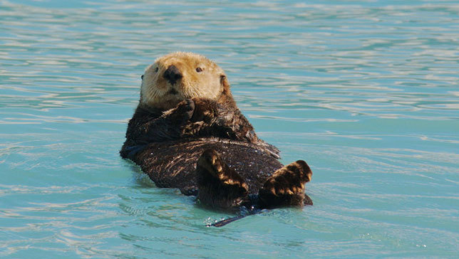 Sea otters rebound from Exxon Valdez disaster
Scientists conducted aerial surveys, examined causes of sea otter deaths and analyzed genes to check for influence from oil exposure to gauge the animal’s recovery.