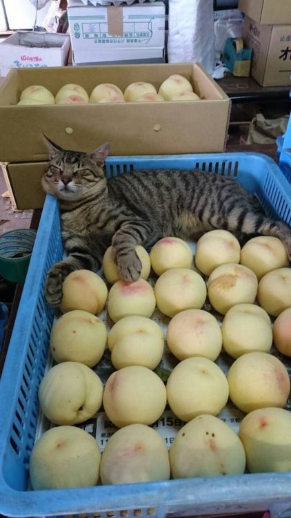 honobononeko:PinterestThe guardian of the peaches