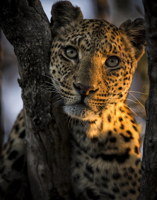 bigcatkingdom:  (via Beauty by Chris Fischer / 500px)