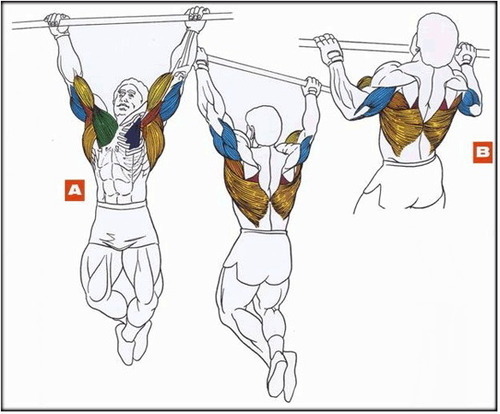  The easiest to use of all the tools for sports was, is, and will probably be sporting a horizontal bar. The pull up exercise (also called a chin up) is one of the most overlooked exercises for building upper body, back and core strength. It requires