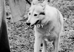 rubyredwisp:  Once they had been six… 