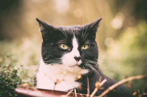 All Cats Are Beautiful