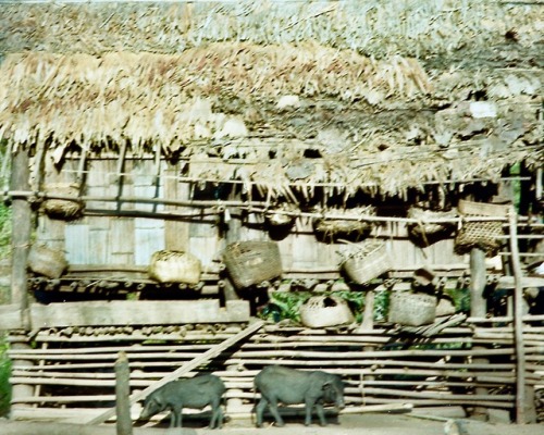 Thatched bamboo hut with baskets and pigs, Chiang Mai Province, Thailand, Winter 2000. AA slightly o
