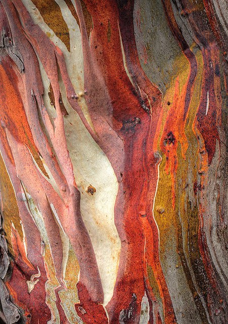 cedar-bay-cherry:  Snow gums, eucalyptus pauciflora. I think I got most of these