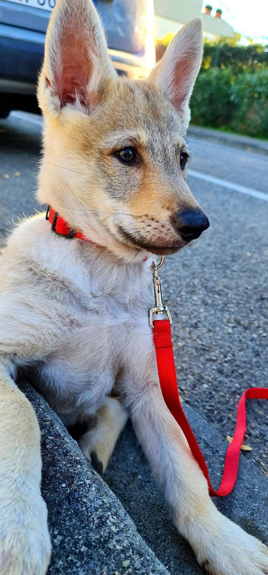 Resting on her first walk