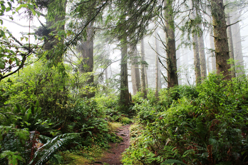 bright-witch: ◈ Pacific Northwest photography by Michelle N.W. ◈ ◈ Print Shop ◈ Blog ◈ Flickr ◈ ◈ Pl