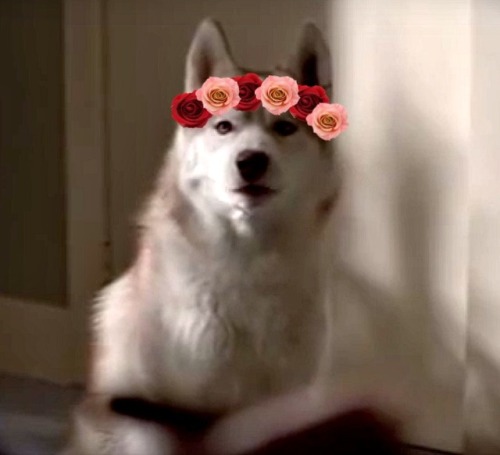 I love flower crowns and Diefenbaker