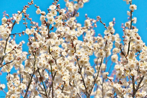 Plum blossoms in Tokyo, Japan 