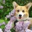 lemoncorgibread