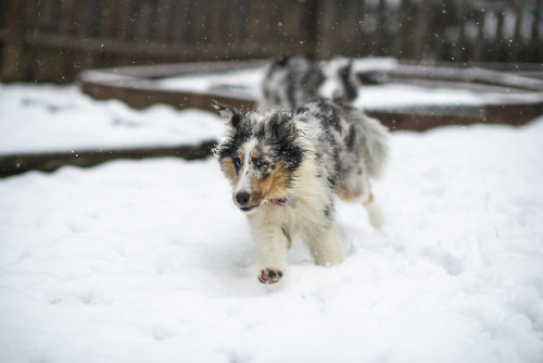 novathesheltie:this is what we did today