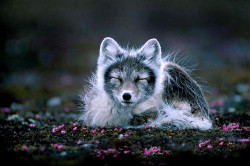 brutalgeneration:  Fox Artic by hybrid7wolf5