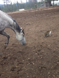 ottb-pride:  “Small horse wait!” 