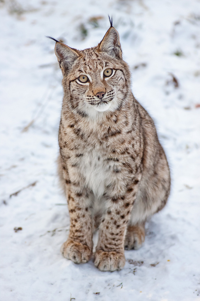 beautiful-wildlife:  Love Me by Naturfotografie - Stefan Betz