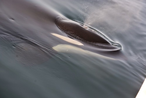 Some more images of the recent sighting (05.27.2015) of Orca preying upon a beaked whale calf near R