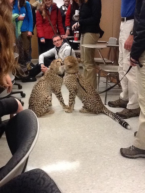 So I'm learning about Cheetah's in my Biology of East Africa class