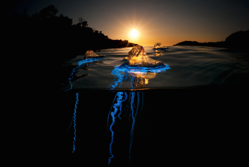 carbonking:  nubbsgalore:  photos by matt smith from the Illawarra coast in new south wales of bluebottles, violet snails and blue dragons.  despite its resemblance to the jellyfish, the bluebottle is more closely related to coral. known as a zooid,