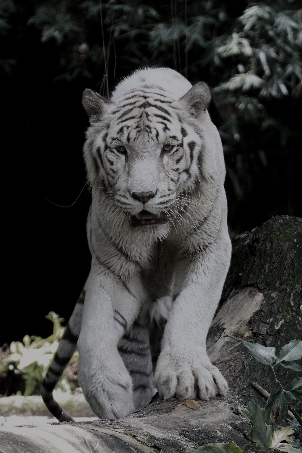 Jamie Anderson — classyxsexxy: White Tiger | cXs