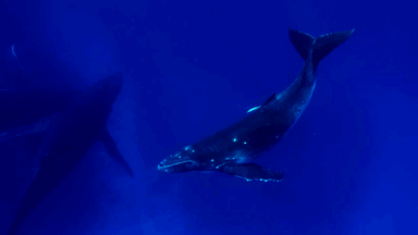b3n3aththesurfac3:  Humpback whales underwater (x)