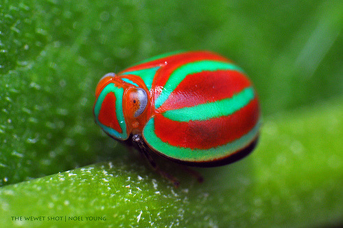 coolthingoftheday:  TOP TEN COOLEST BEETLES 1. Golden tortoise shell beetle 2. Giraffe