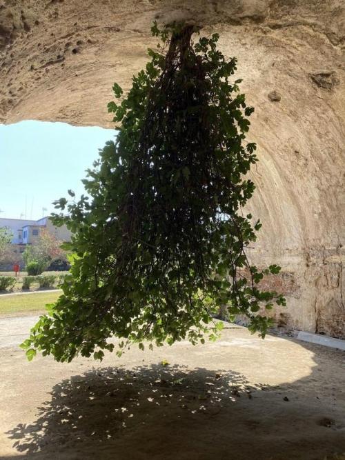 ouyeve:Fig tree that grows upside down, the Park of the Baths of Baia on the shore of the Bay of Nap