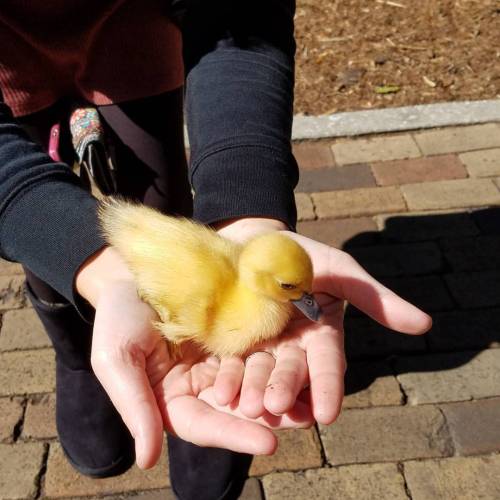 hstrong13:#socute #naturelover #ducklings #lakeeola #downtownorlando (at Lake Eola Park, Downtown Or