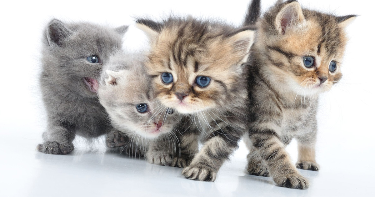 If These Cute Cats Don’t Make You Smile You Might Be Legally Insane