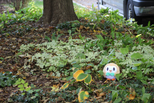 Sneaky Rowlet