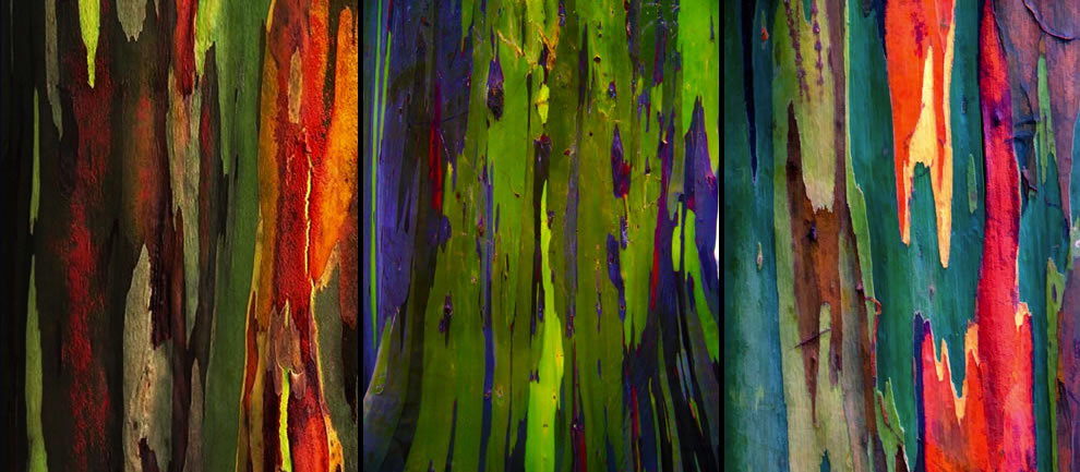 taktophoto:  Living Rainbow: Rainbow Eucalyptus, Most Beautiful Tree Bark on Earth