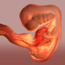 pro-birth-midwife-student avatar
