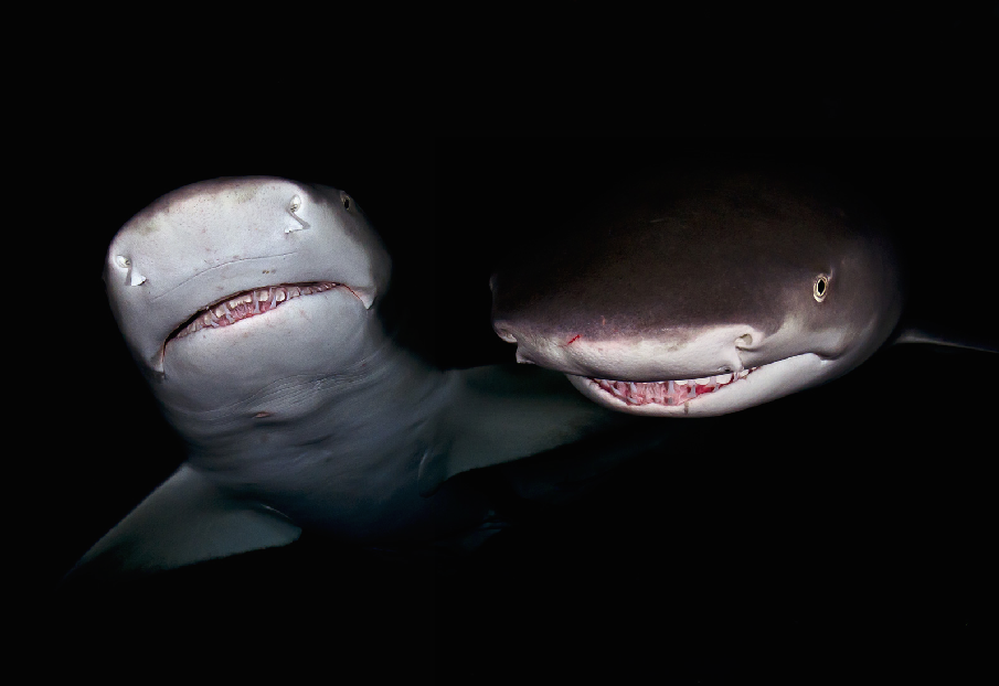 nubbsgalore:  lemon sharks photographed by (click pic) todd bretyll, andy murch, daniel