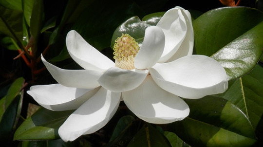 Hardy specimen trees for marietta georgia include flowering species like magnolia grandiflora