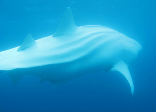 Porn trynottodrown:  A majestic rare albino whale photos