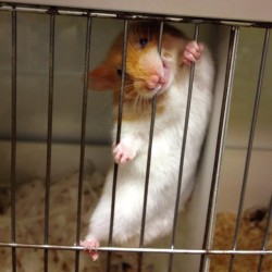 lost-lil-kitty:  Met this guy at the pet shop today!! Look at that cheesy grin! (Poor baby definitely needs a home soon)