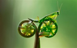 azuramari:  Praying Mantis on bike-like leaf.  