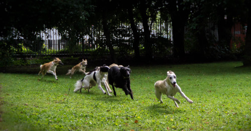 goblindogs: thedutchsighthound: Yesterday we were in Germany at the Langhaar Whippet Sommerfest in n