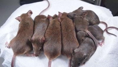 mothernaturenetwork: Immortal line of cloned mice created Researchers have created a potentially end