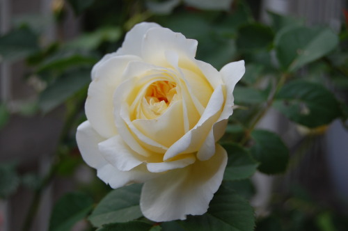 mrsmarylighthouse: The beautiful Austin rose ‘The Pilgrim’. It has a lovely scent.